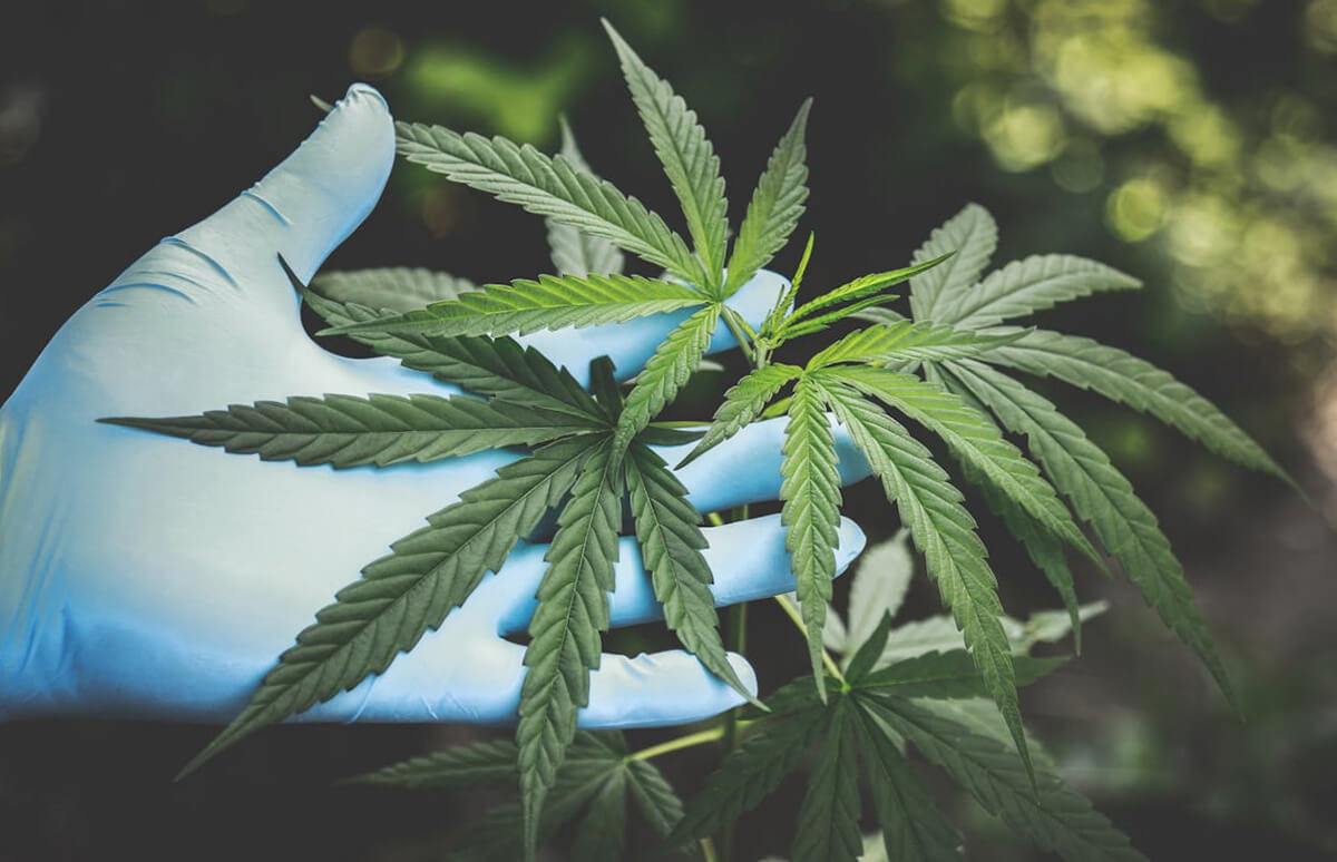 cbd