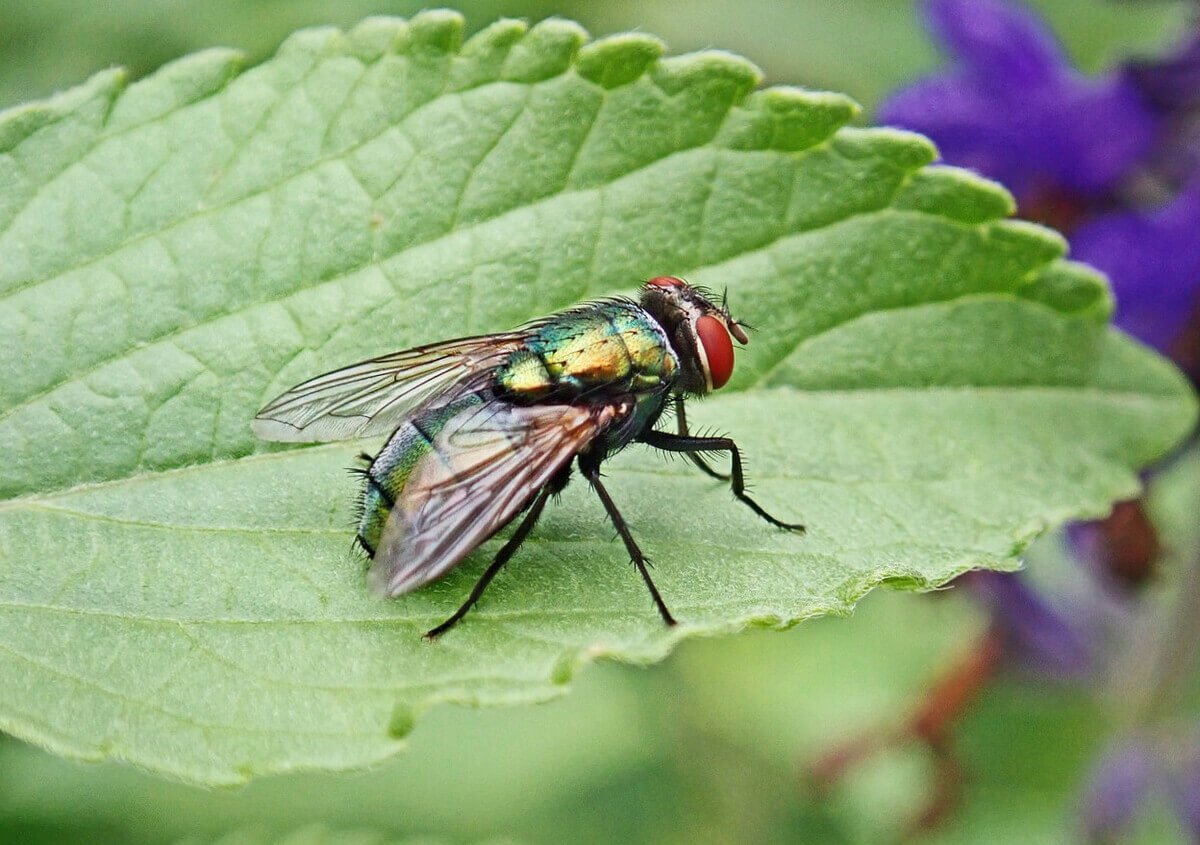 bogár